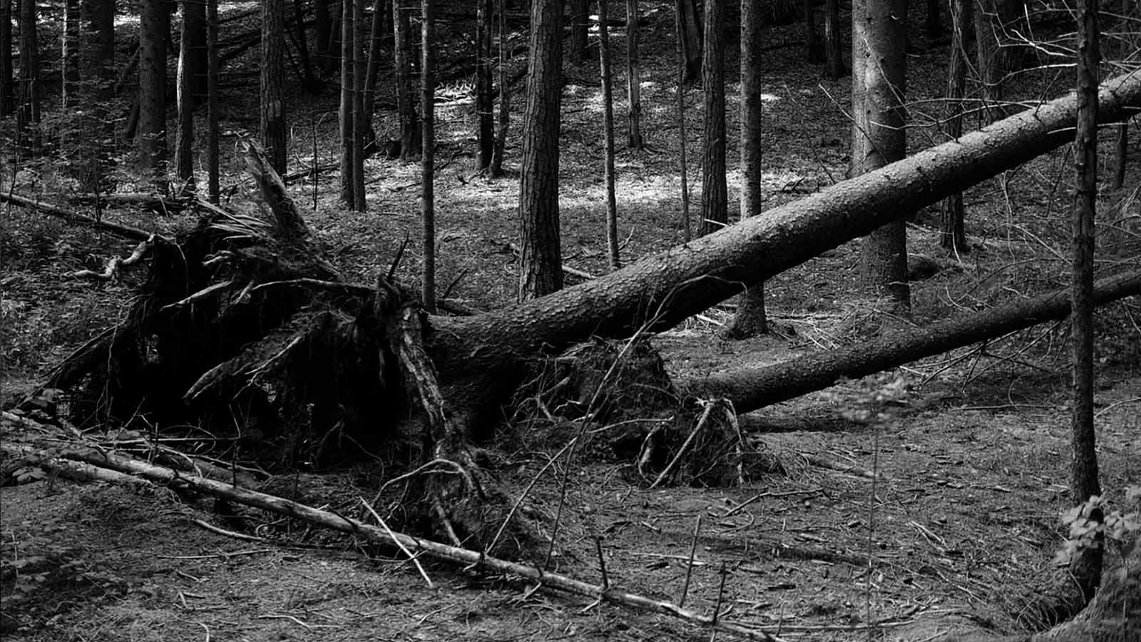 Still 1 — La ragazza d’argento